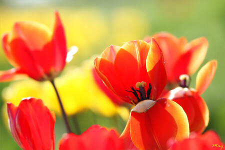 May