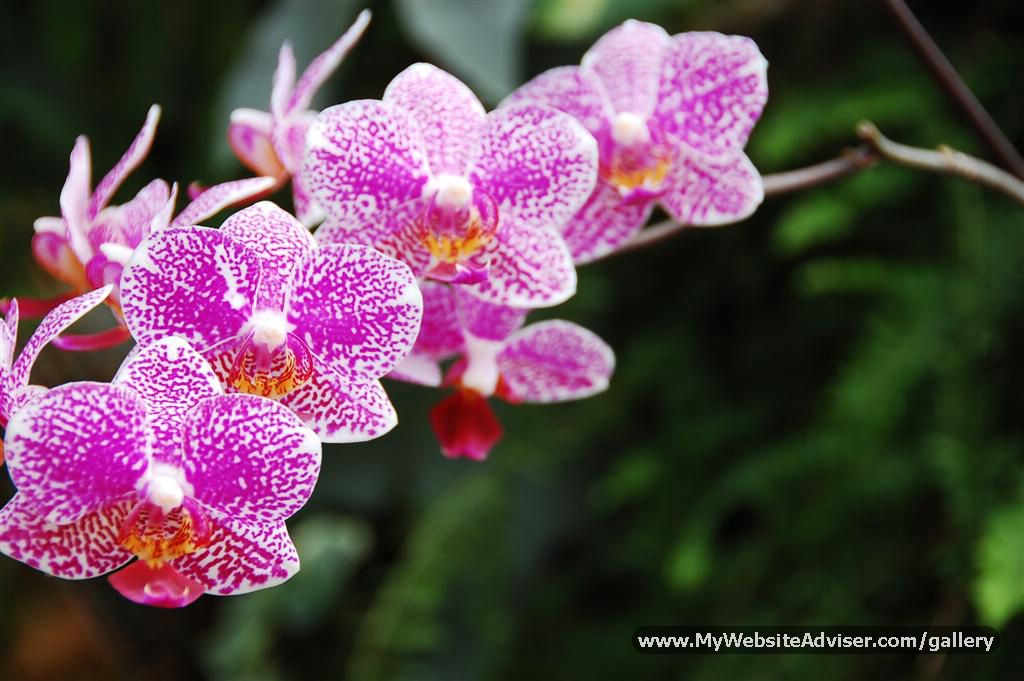 Orchid (Flower Closeup)