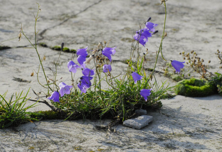 Цветы везде