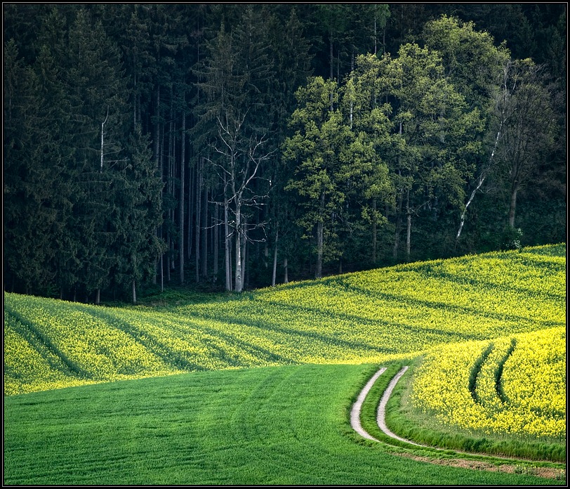 Тропинка в лес