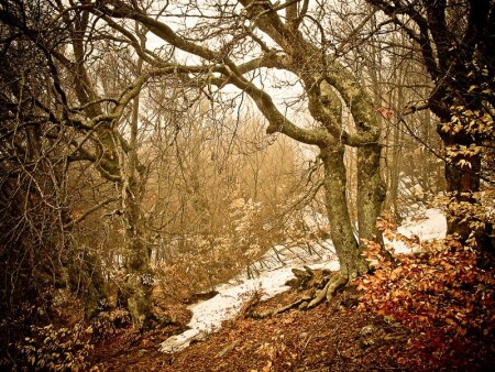 wood