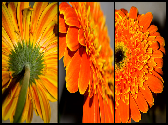 orange flower