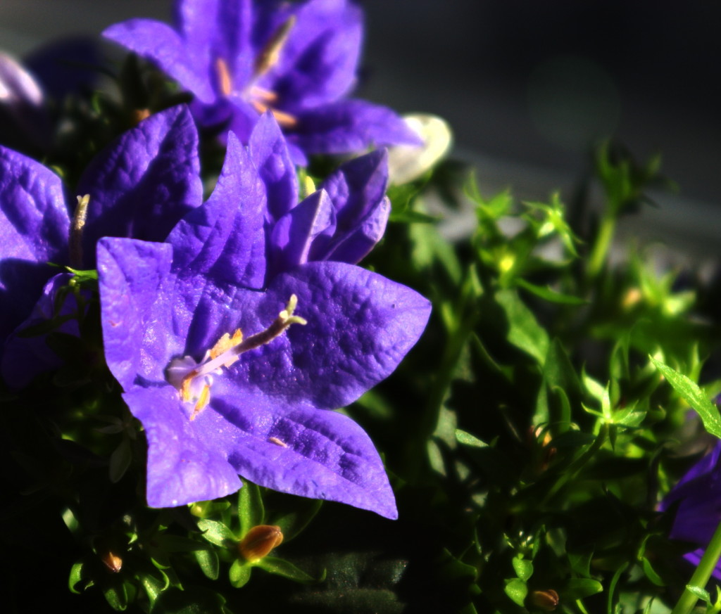 Campanula