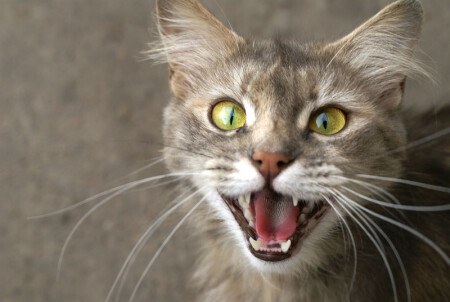 Meow