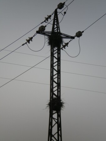 Птичий небоскреб 