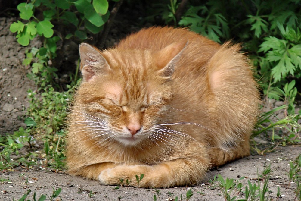 Очень рыжий кот. Вот.