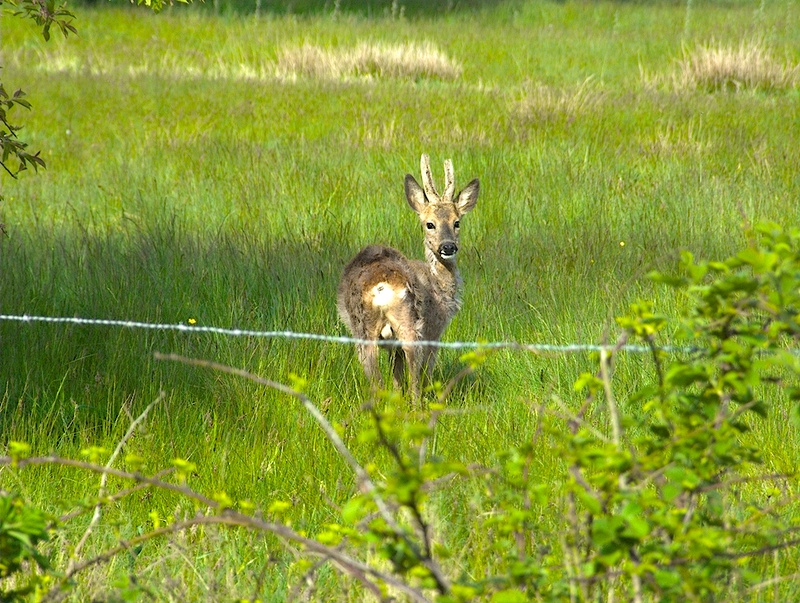 oxota