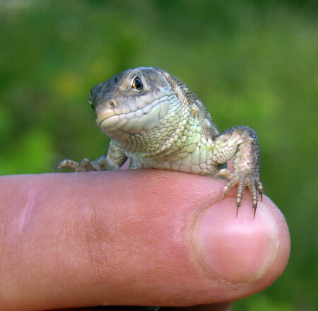 Лицом к лицу...