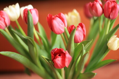 Тюльпанчики.