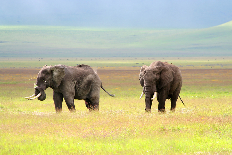 Tanzania - Ngorongoro Crater 