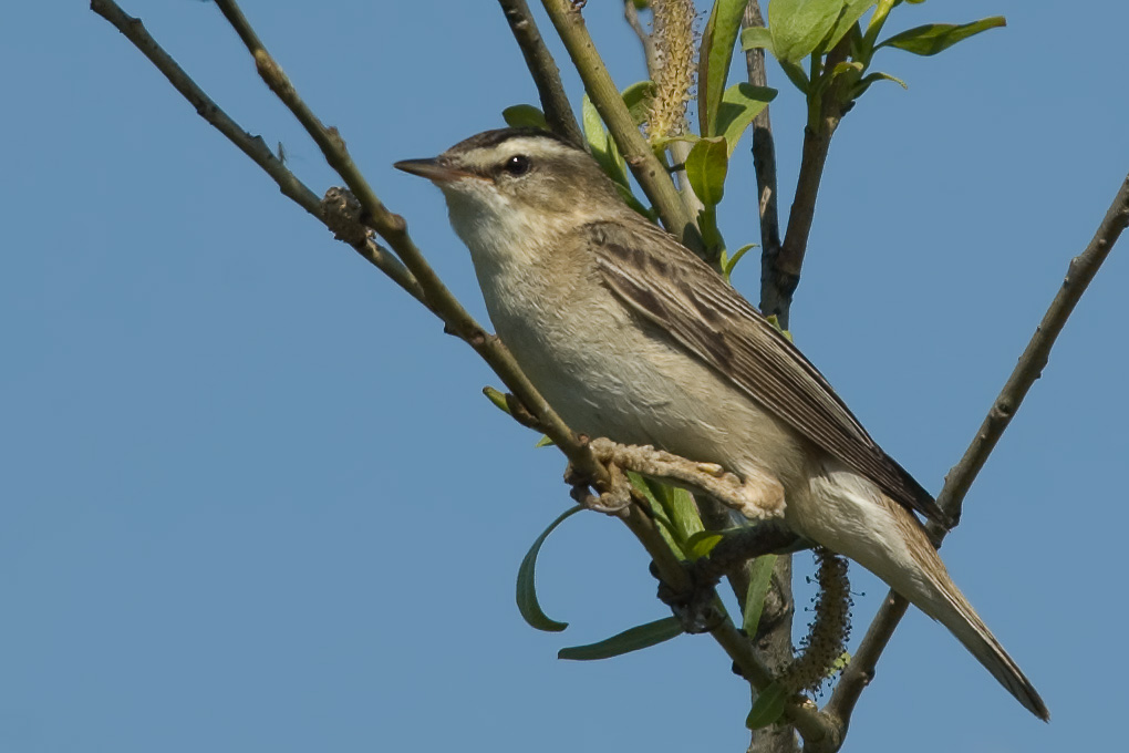 Acrocephalus schoenobaenus