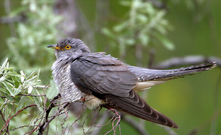 К вопросу о кукушках..