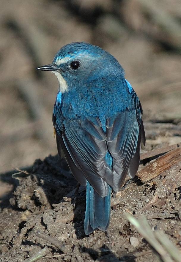 Ещё одна Синяя Птица. Синехвостка (tarsiger cyanurus)