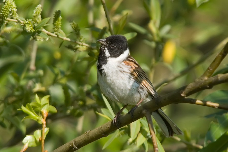 Emberiza schoeniclus