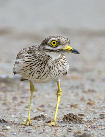 Cтарая знакомая.