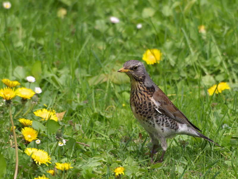 Turdus pilaris