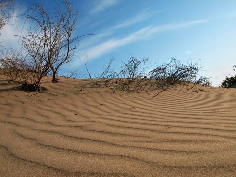 Patara