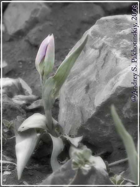 Tulip &amp; Stone