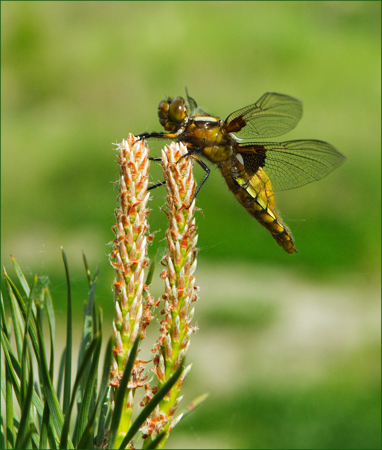 Libellula depressa 