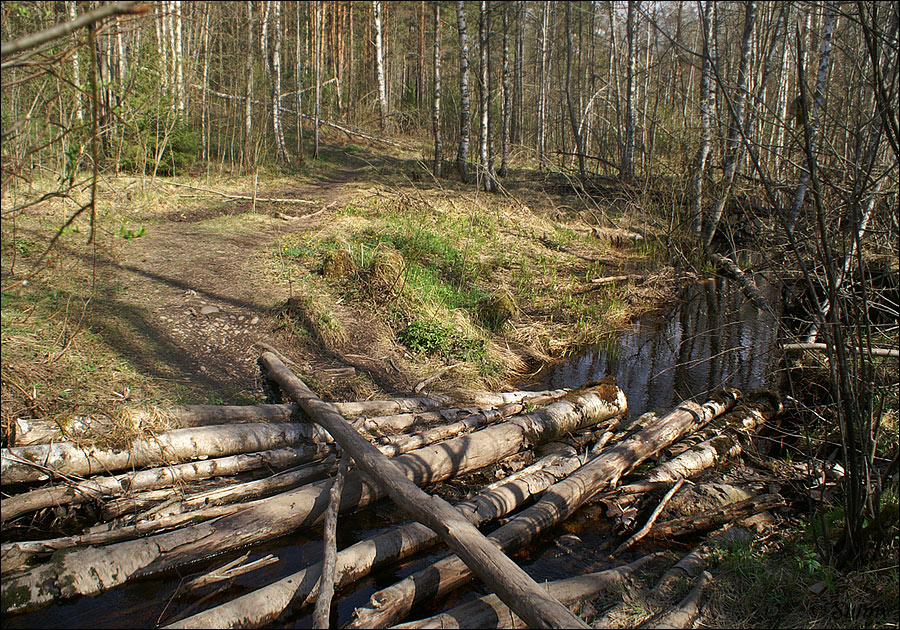 В весеннем лесу - 2