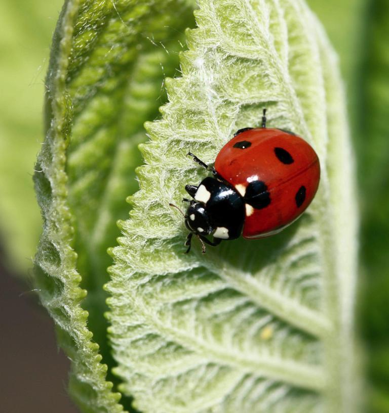 Green &amp; Red