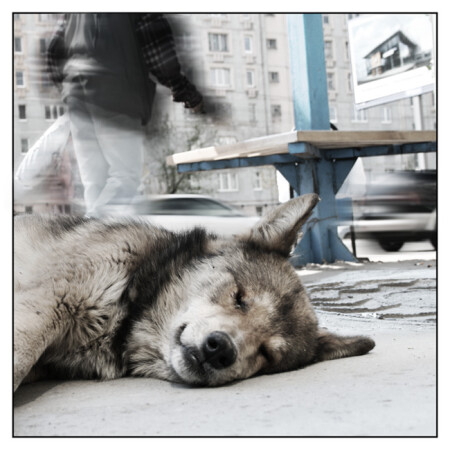 О чем видят сны бродячие псы?