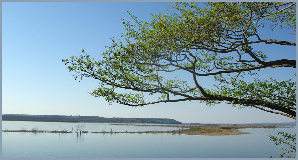 Камасакура (Kamasakura).