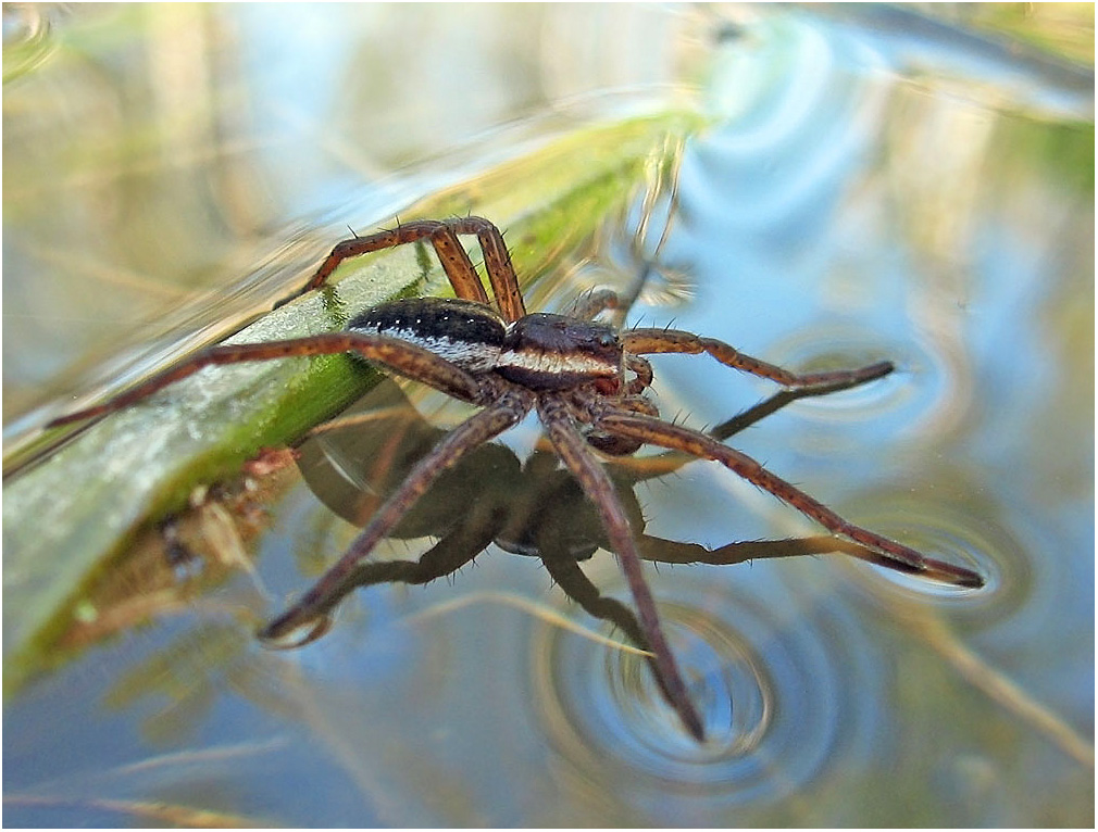 ВОДЯНОЙ