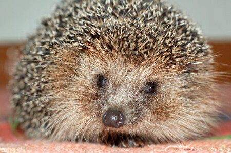 И с головой и с ножками!