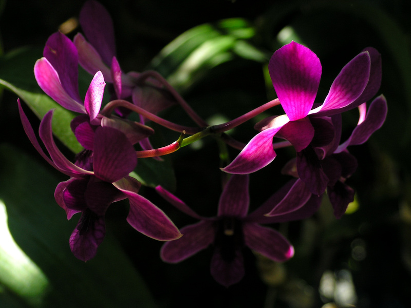 Wild Orchid