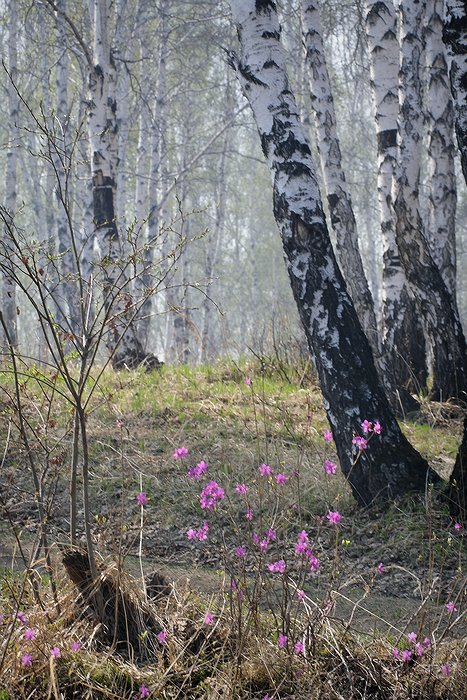 Багульник 