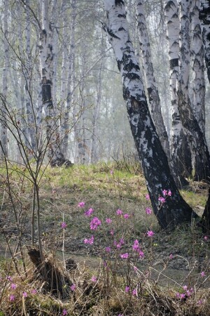 Багульник