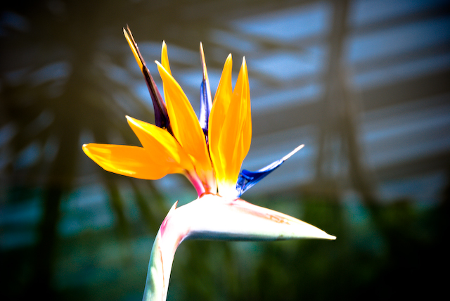 Bird of Paradise