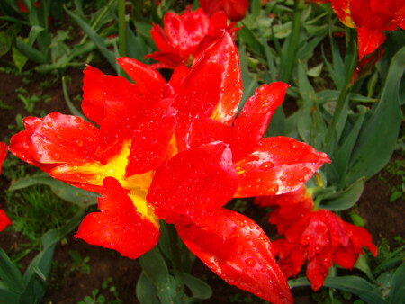 &amp;quot;Перезревший&amp;quot; тюльпан после дождя