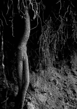 королева земли