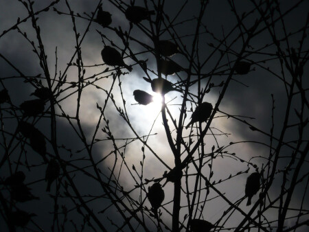 ЛУЧ К ЖИЗНИ