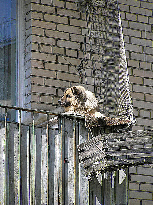 Акелла городских джунглей