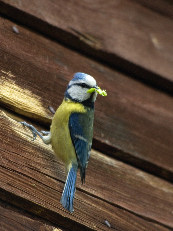 Синица лазоревка Parus caeruleus