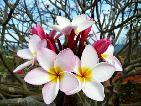 Сухое дерево