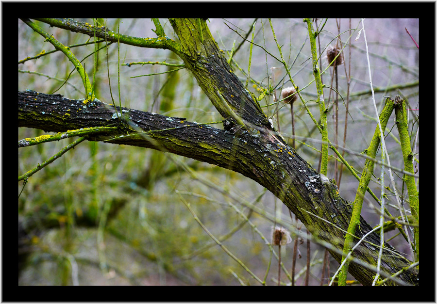 Dead forest