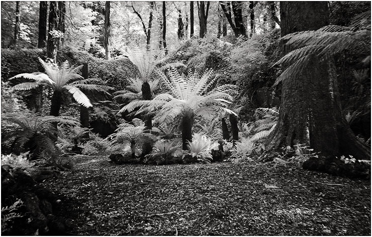 Fern Garden