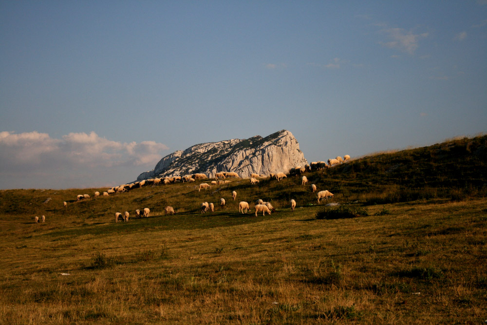 Барашки