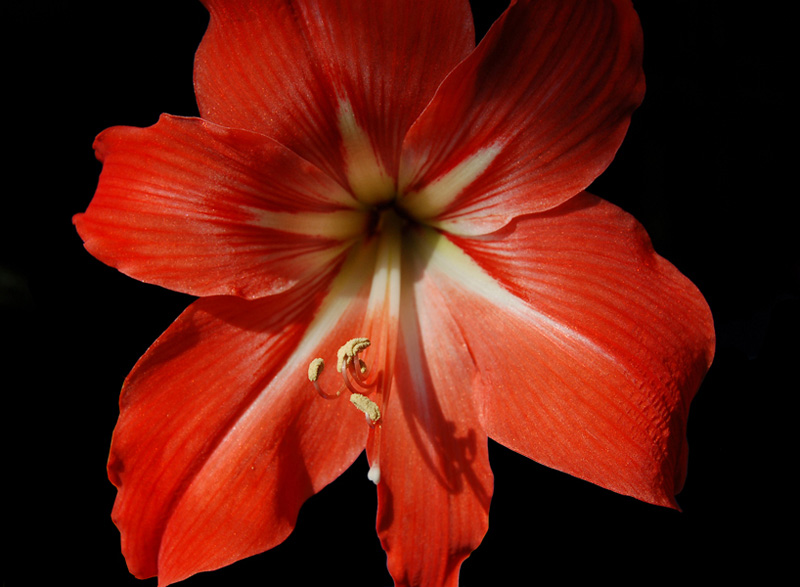 Amaryllis