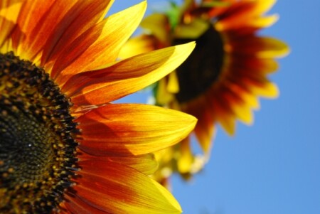 Подсолнухи