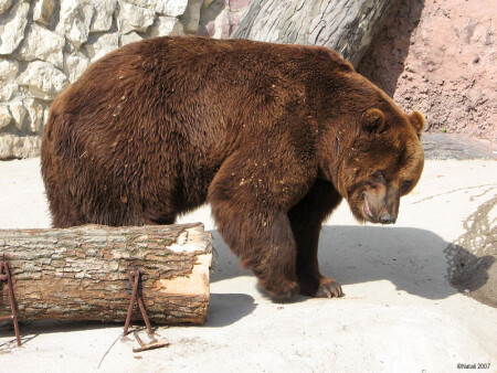 &amp;quot;Хе-х, а мёд-то - спёрли!&amp;quot;