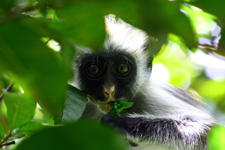 Colobus Monkey