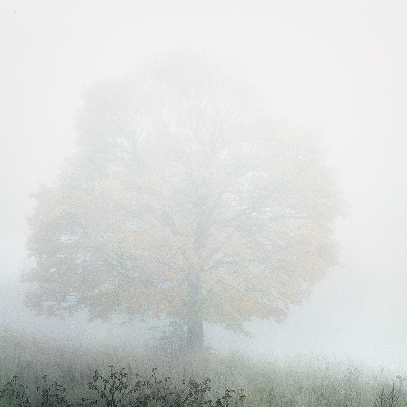  the maple tree and a mist