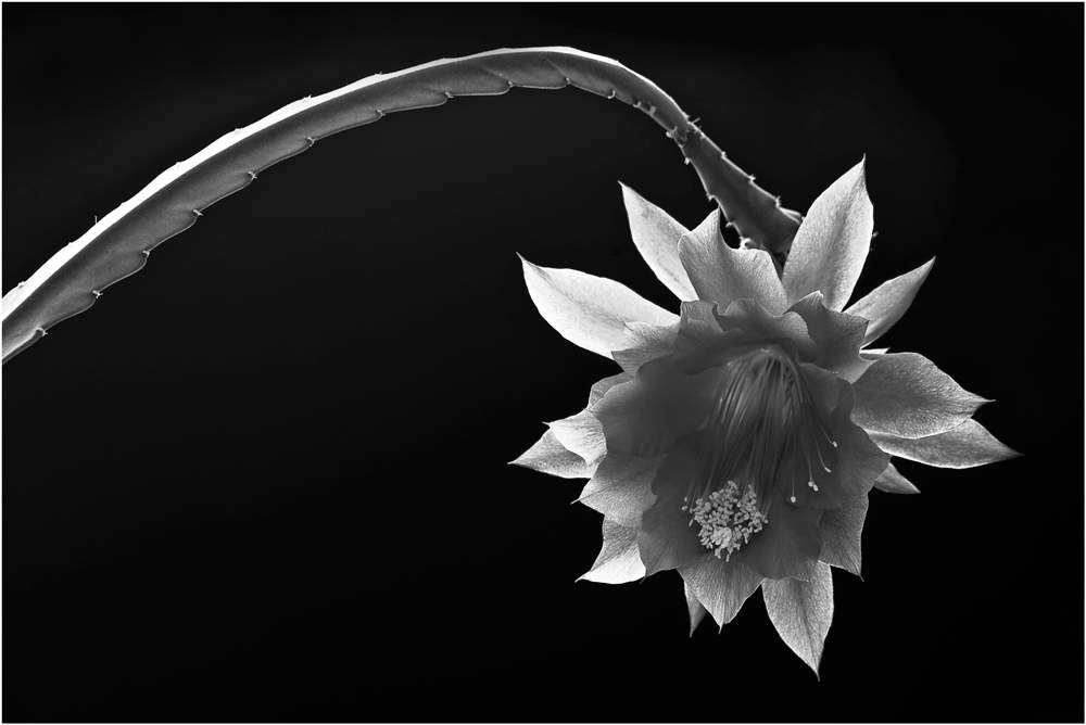 Fiore BW