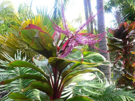 Hawaiian Flower