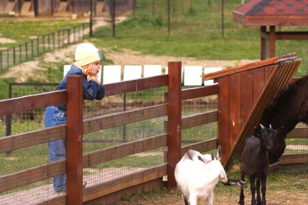 Братья наши меньшие